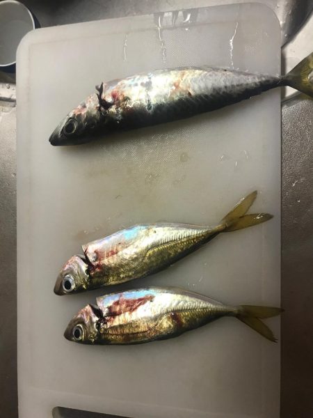 アジング最近渋い