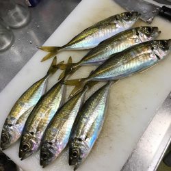 久々淡路でデカアジング