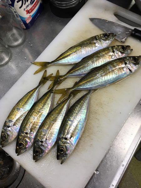 久々淡路でデカアジング