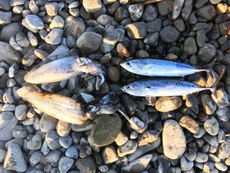 大里松原海岸 イカ2 スマガツオ2