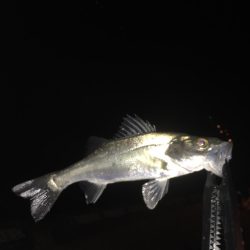 またいつもの場所に行って来ました