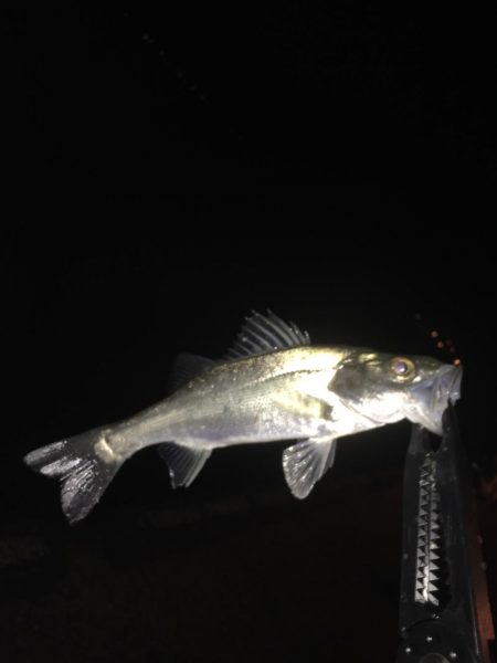 またいつもの場所に行って来ました