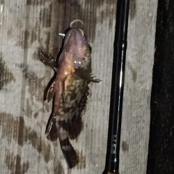 ガシリングになりました