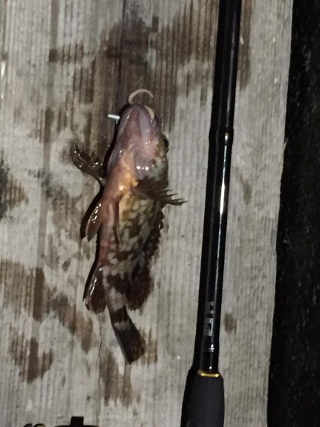 ガシリングになりました