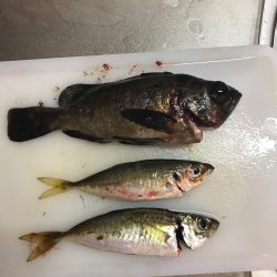 アジングでいいメバル