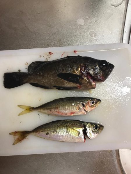 アジングでいいメバル