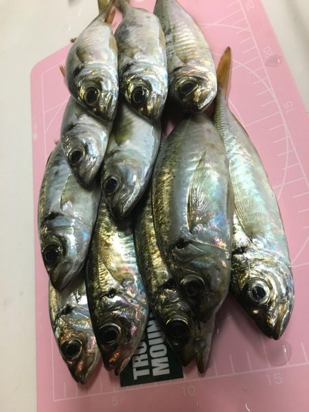 仕事帰りのアジング！