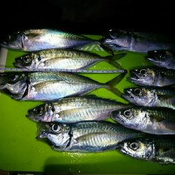 良形アジ22～24センチ級