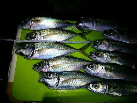 良形アジ22～24センチ級