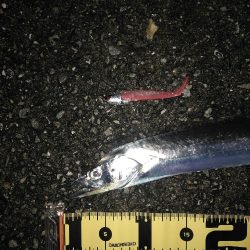 11月11日にタチウオ1本