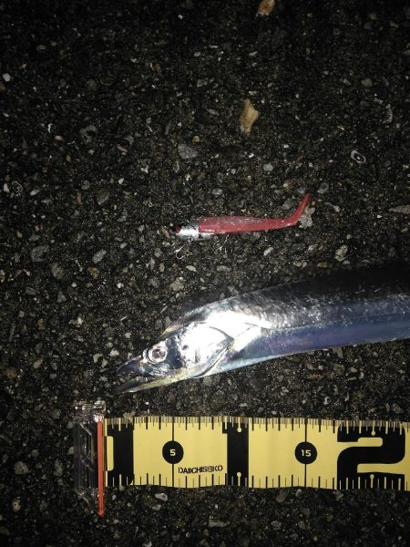 11月11日にタチウオ1本