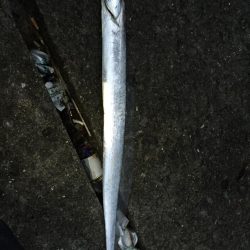 タチウオきたー