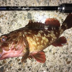 ワームでガシラ