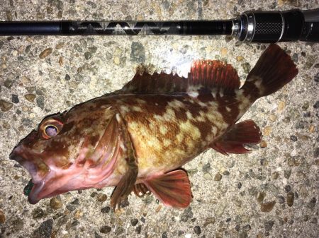 ワームでガシラ