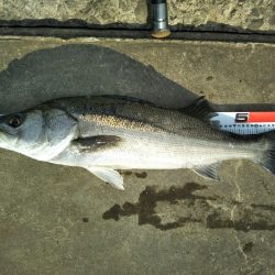 阿南市の那賀川河口でシーバス