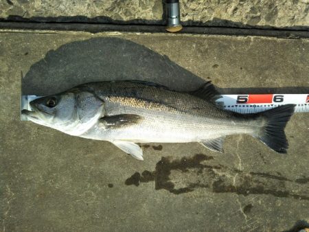 阿南市の那賀川河口でシーバス