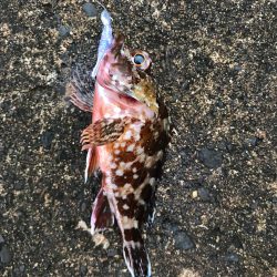 メバダート1インチ青色。