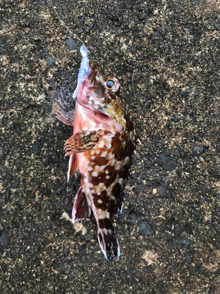 メバダート1インチ青色。