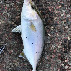 防波堤からイナダ（ハマチ）