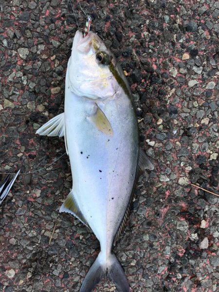 防波堤からイナダ（ハマチ）