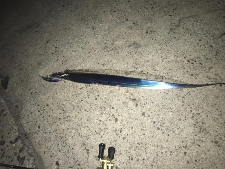 突然のタチウオ