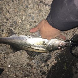 イワシパターンⅡ