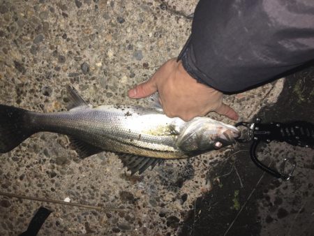 イワシパターンⅡ