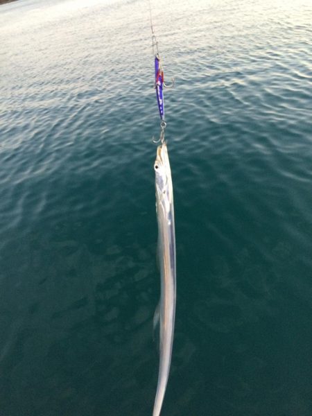 またチビ太刀魚