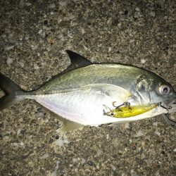 メバリングで初魚種ゲスト