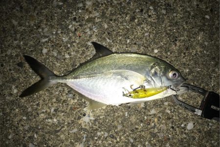 メバリングで初魚種ゲスト