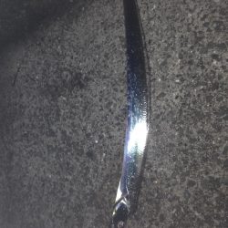 大蔵海岸で魚釣り