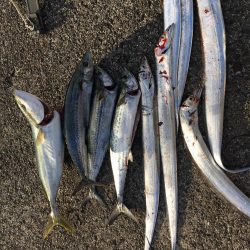 ライトショアジギング！！