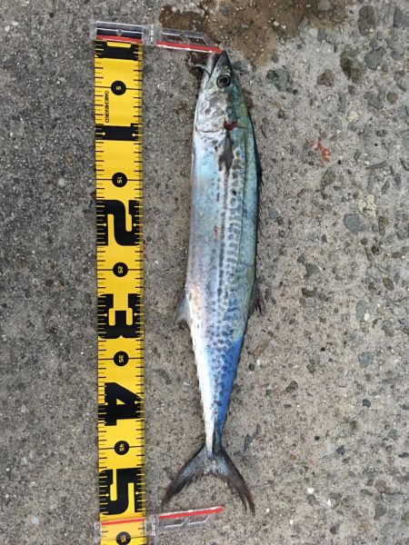 1ヒット1キャッチ 強風の中なんとか