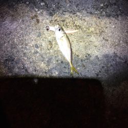 エギングは、、、