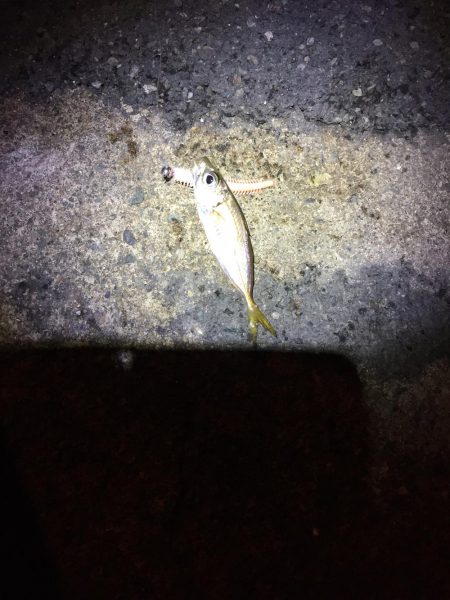 エギングは、、、