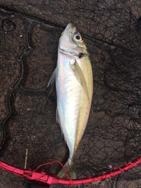 大荒れで唯一の釣果