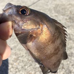 メバリングデイゲーム