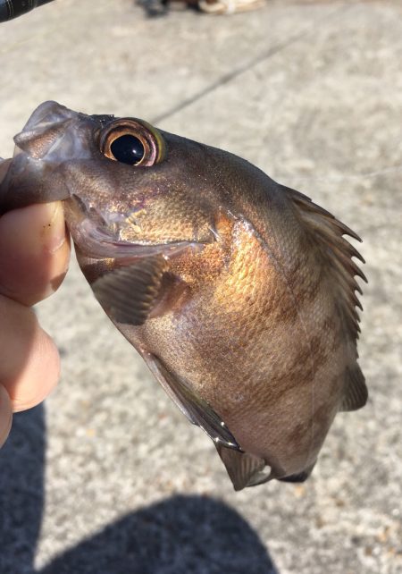 メバリングデイゲーム