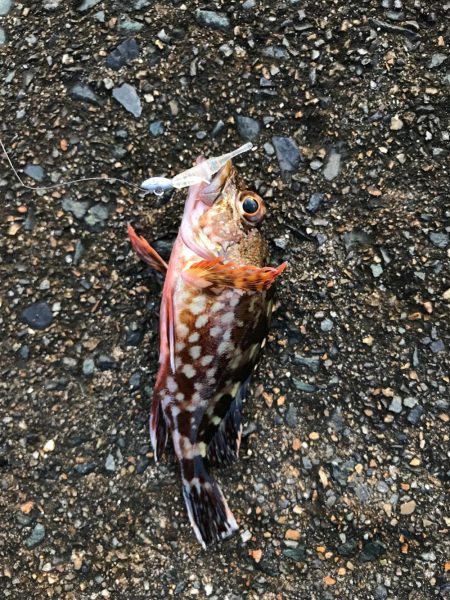 メバダート1インチ青色。