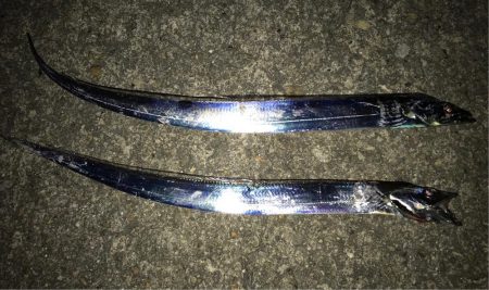 タチウオエサ釣り