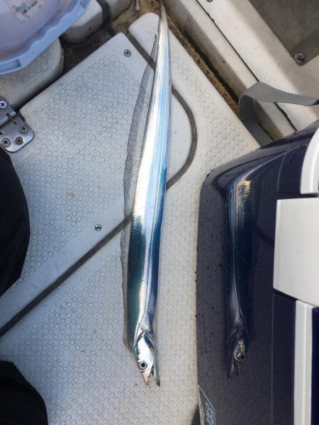 ボートでユラユラ太刀魚狙い