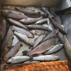 トラウトたくさん釣れた