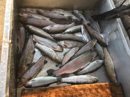 トラウトたくさん釣れた