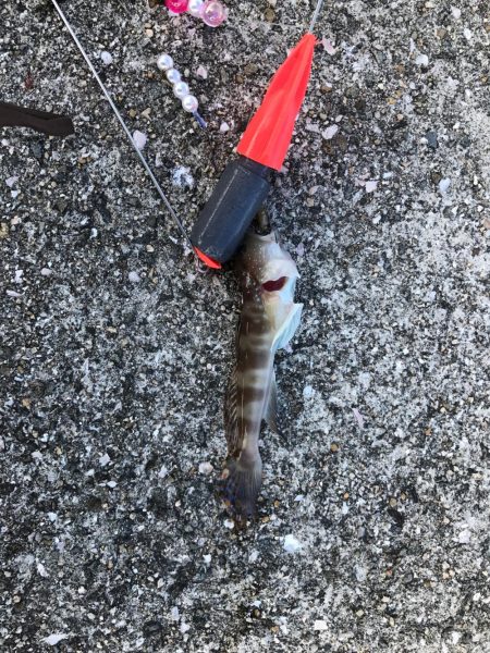 またもカレイの顔を拝めず…