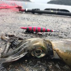 伊根から舞鶴までランガンエギング