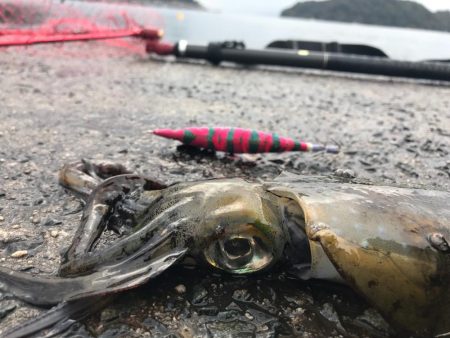 伊根から舞鶴までランガンエギング