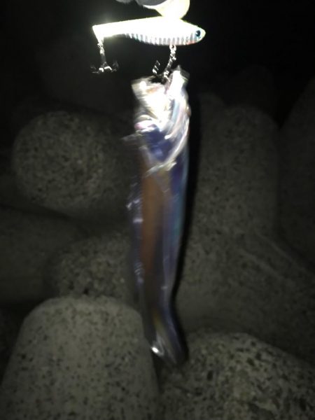 タチウオばかり(T . T)