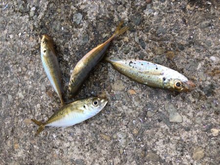 サビキでアジ釣り