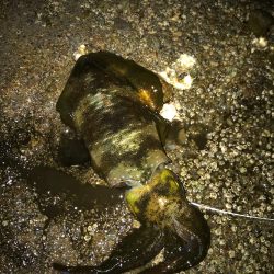 とりあえず秋イカ確保！