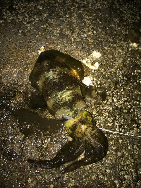 とりあえず秋イカ確保！